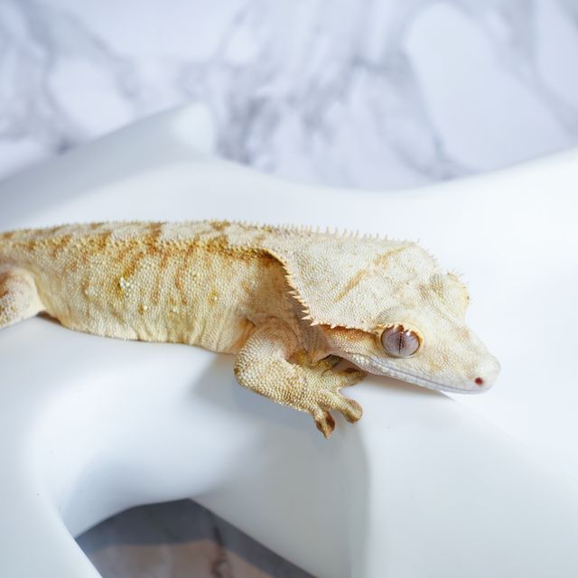 브린들 옐로우 크림 크림시클