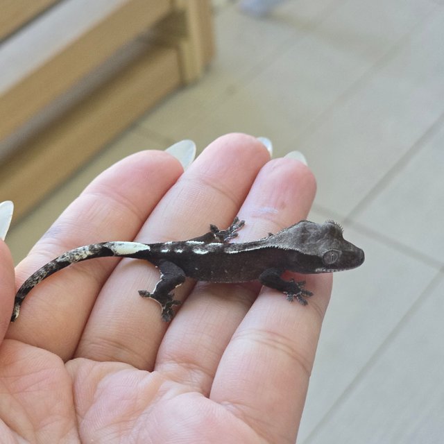 Axanthic