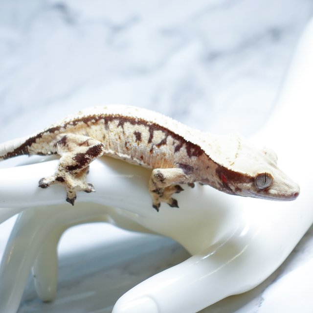 트라이 익스트림할리퀸 화이트스팟