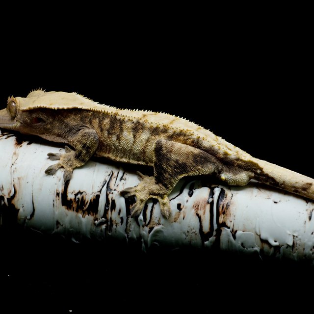 트라이 익스트림할리퀸