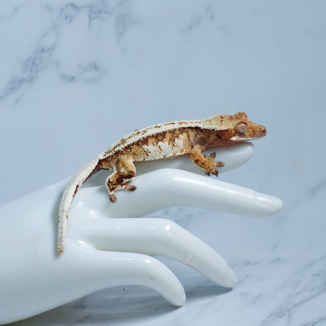 트라이