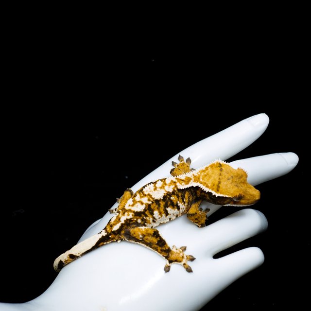 Tri Extreme Harlequin Tangerine