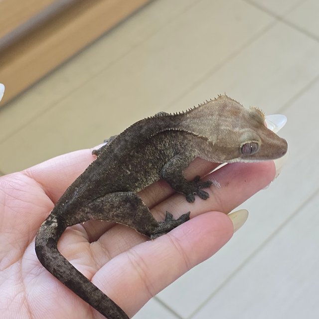 Axanthic