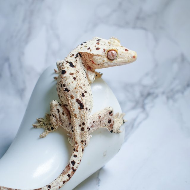 달마시안 슈퍼달마시안