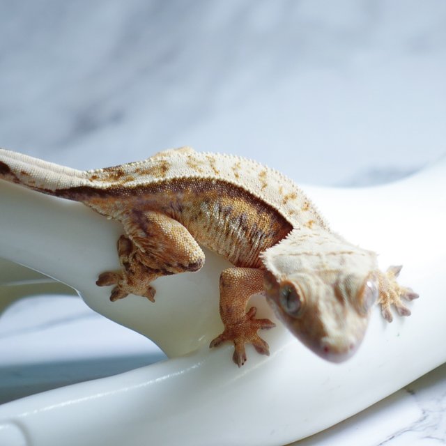 Tri Extreme Harlequin