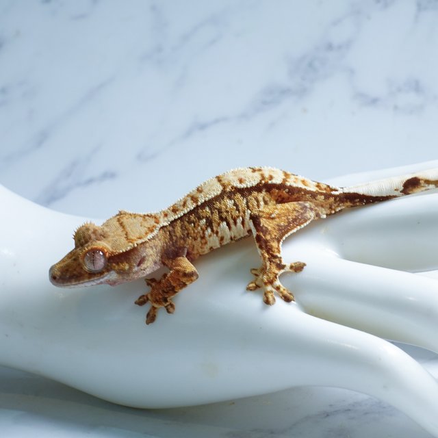 Tri Extreme Harlequin Tangerine