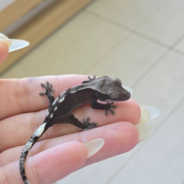 Axanthic