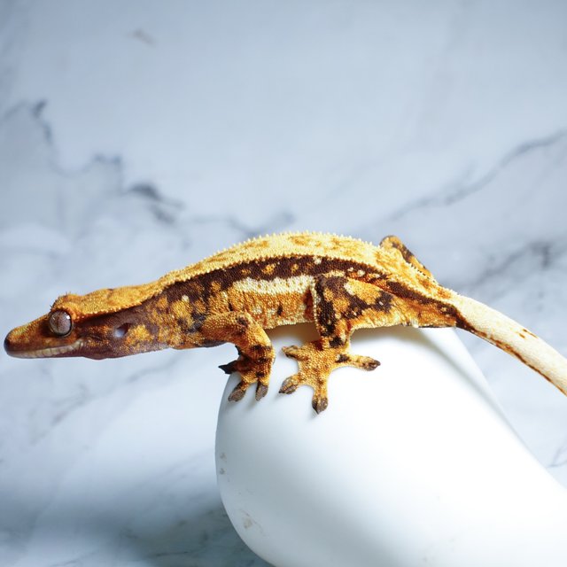 Tri Full Pinstripe Quad