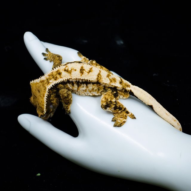 Drippy White Spot Tri Extreme Harlequin