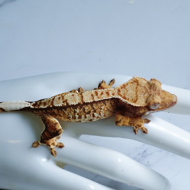 Tri Extreme Harlequin Tangerine