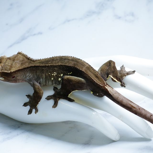 Buckskin Charcoal Dark