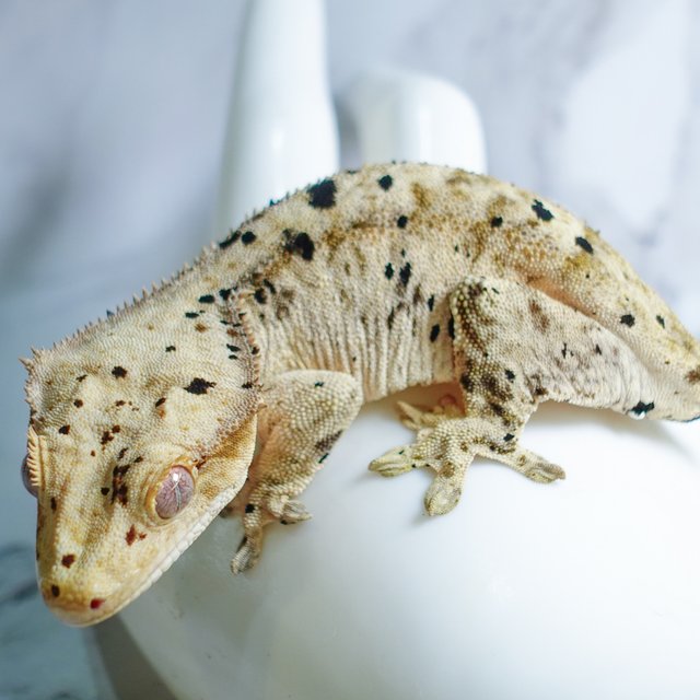 달마시안 슈퍼달마시안