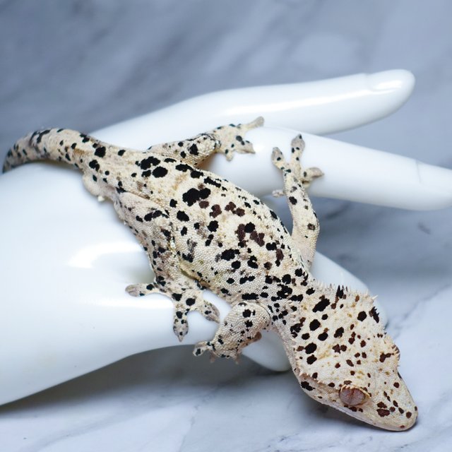 달마시안 슈퍼달마시안