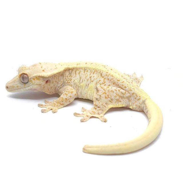 릴리화이트 트라이