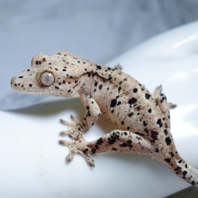 Dalmatian Super Dalmatian