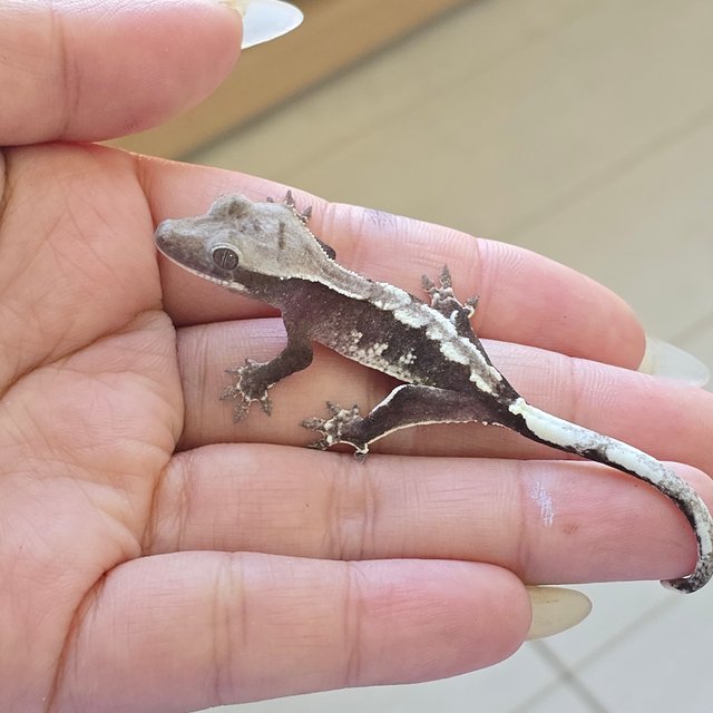 Axanthic