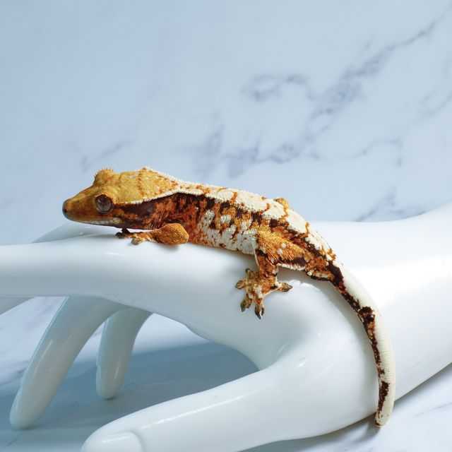 Barb Tri Tangerine Extreme Harlequin