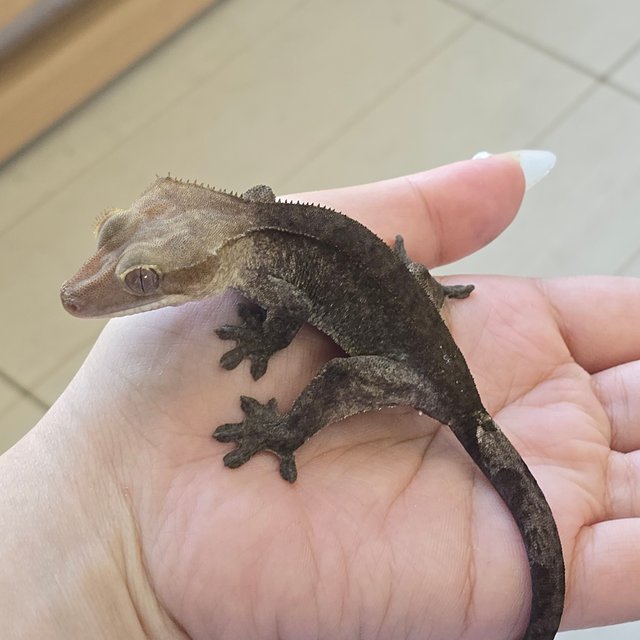 Axanthic
