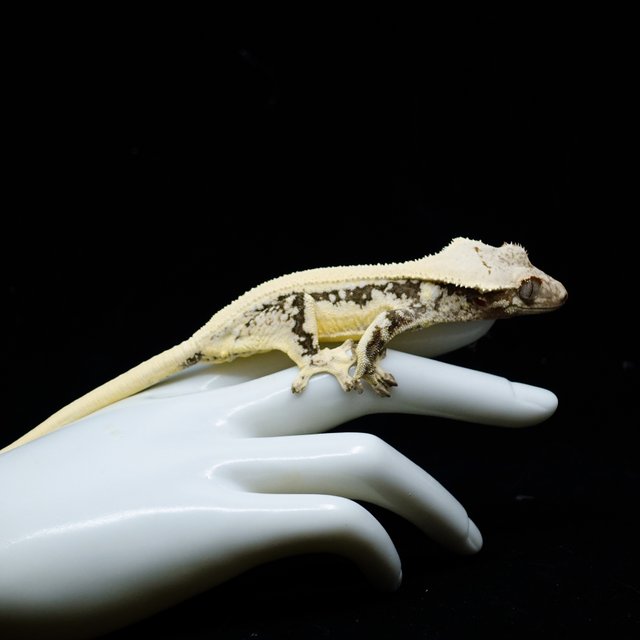 Lilly White