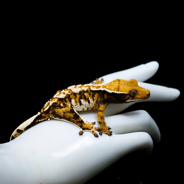 Tri Extreme Harlequin Tangerine