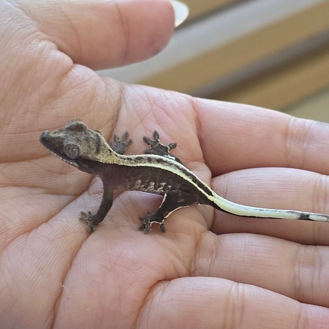 Axanthic