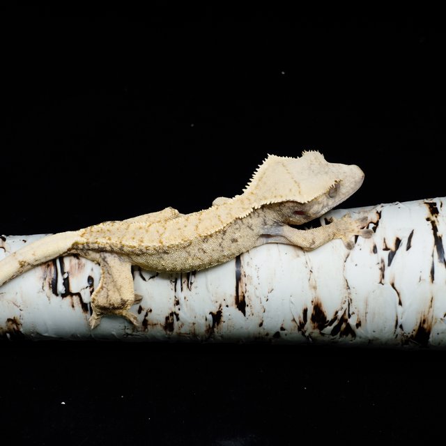 노멀 화이트스팟