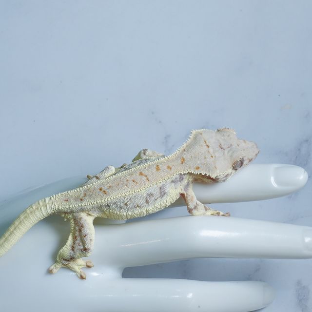 Lilly White