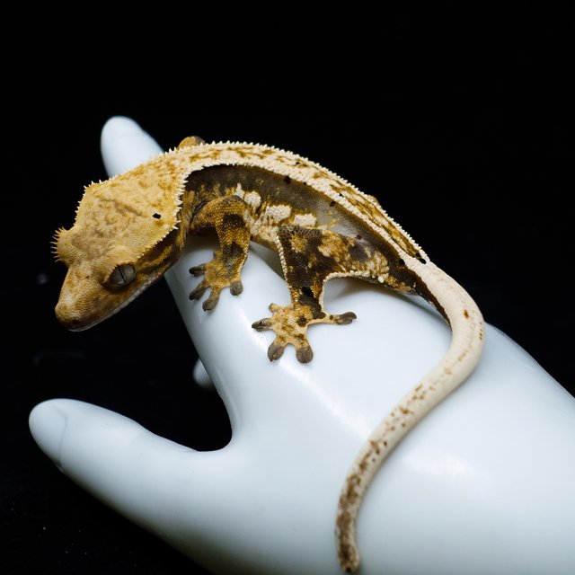 100% Het Axanthic