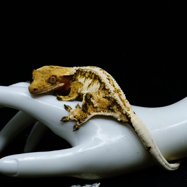Tri Extreme Harlequin