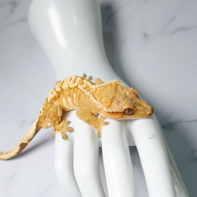 크림 옐로우 크림시클