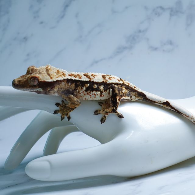 Tri Extreme Harlequin Tangerine