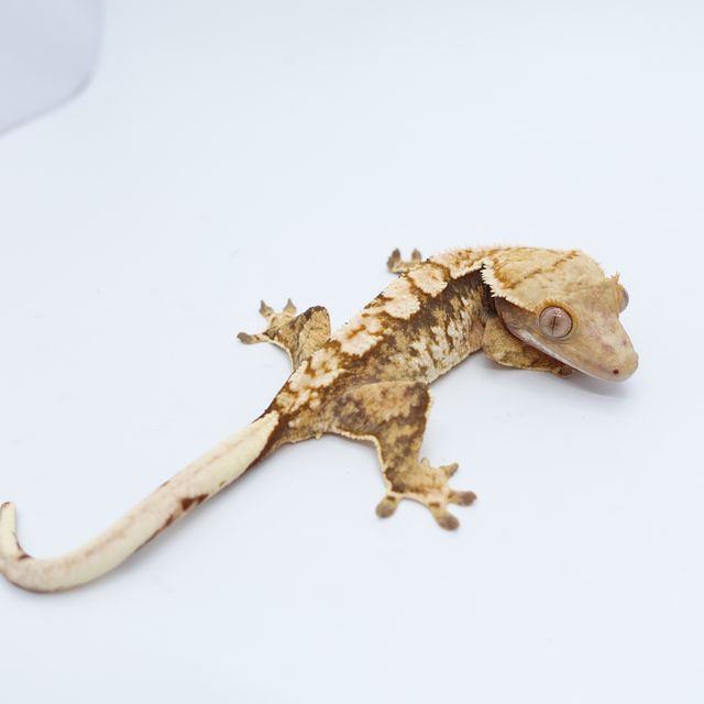 익스트림할리퀸 화이트핀 트라이
