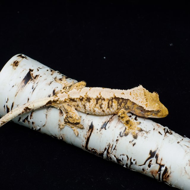 트라이 익스트림할리퀸