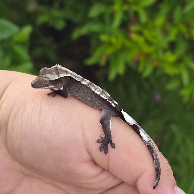 Axanthic