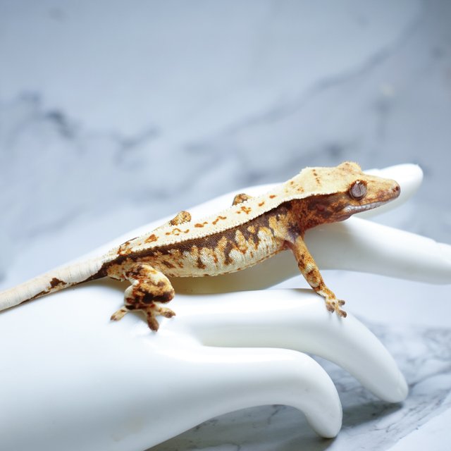 Extreme Harlequin Tri