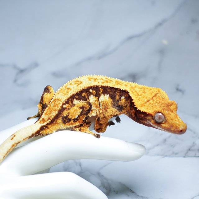 Tri Full Pinstripe Quad