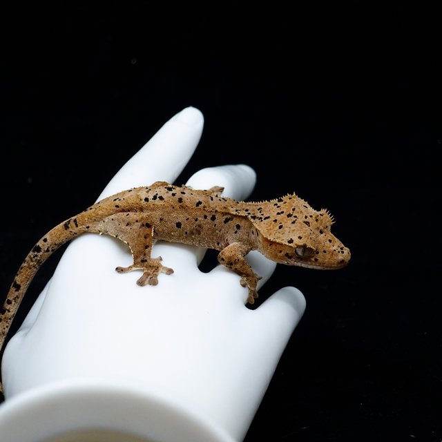 Dalmatian Super Dalmatian