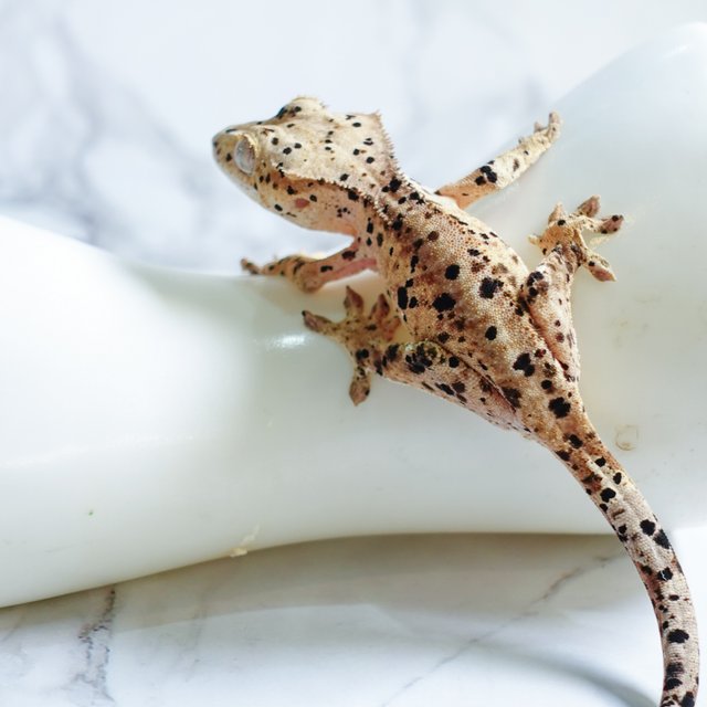 달마시안 슈퍼달마시안