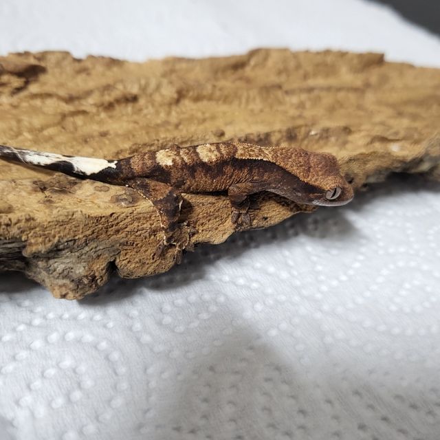 카푸치노