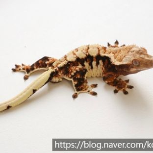 백호