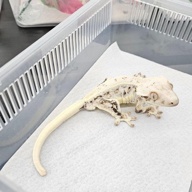 릴리화이트 트라이