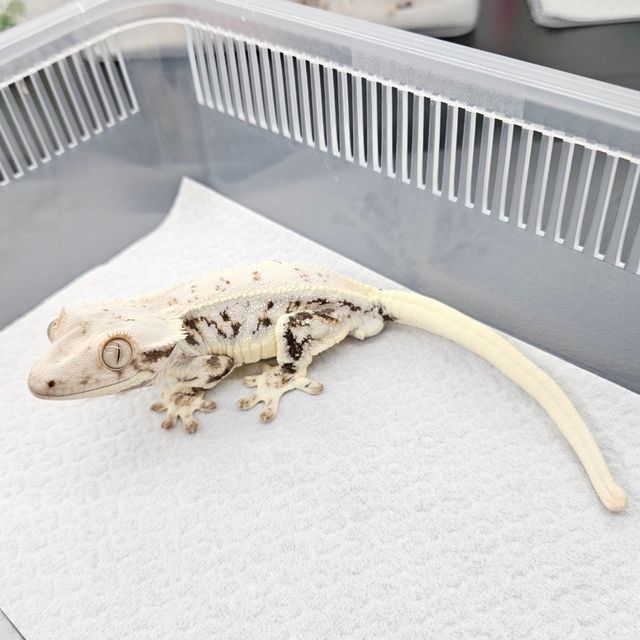 릴리화이트 트라이