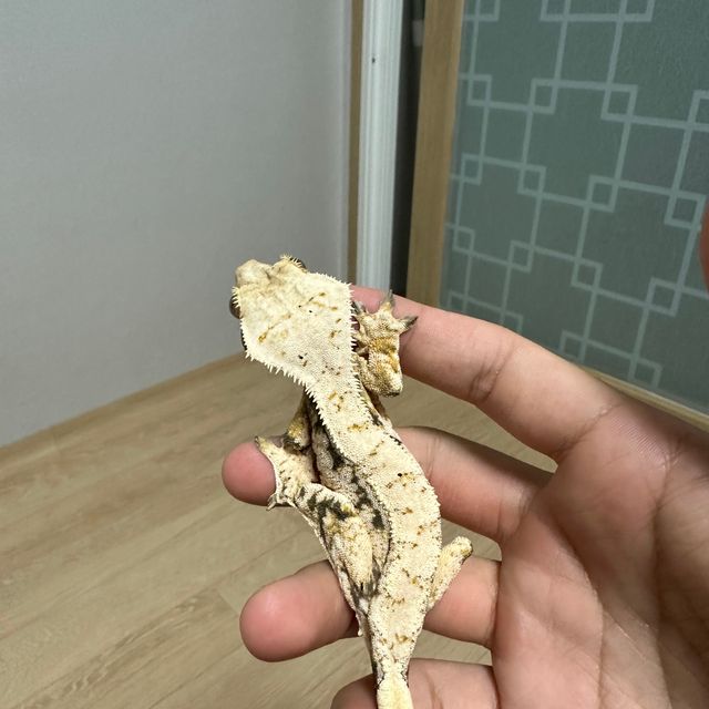 드리피 노멀