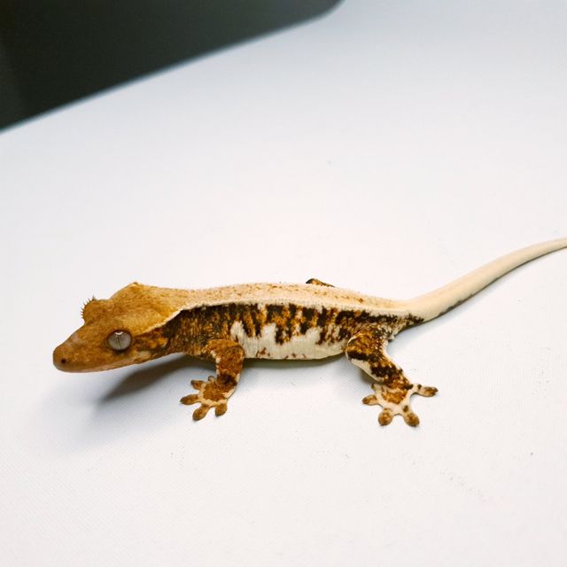 릴리화이트 트라이 텐저린