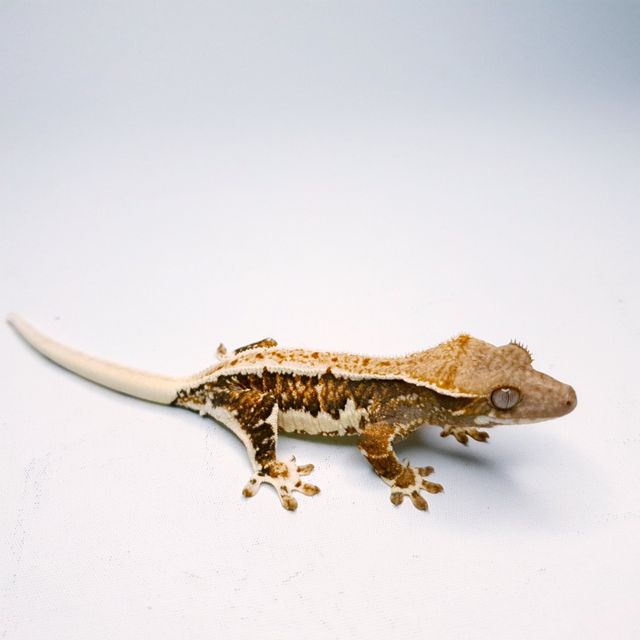 릴리화이트 트라이 익스트림할리퀸