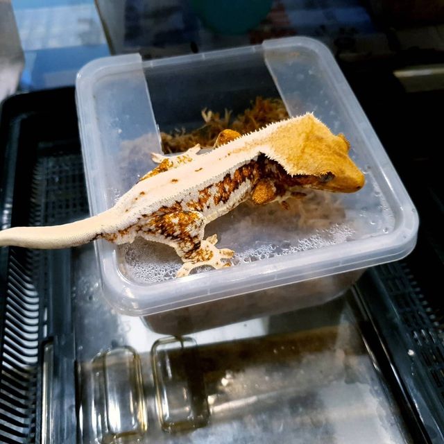 릴리화이트
