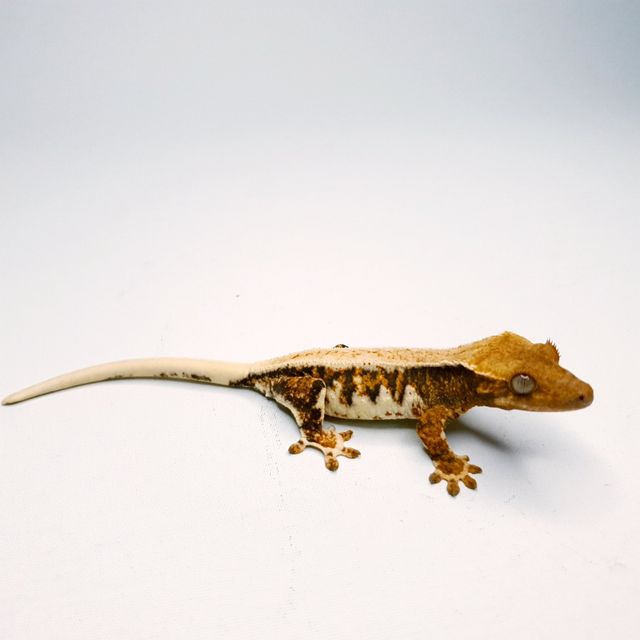 릴리화이트 트라이 텐저린