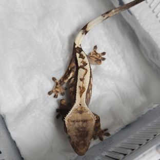 세이블