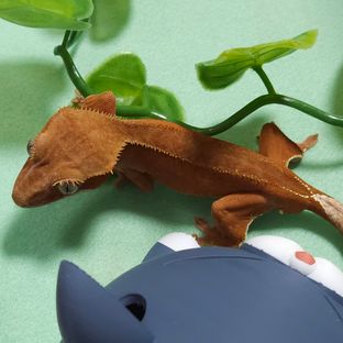 레드 바이