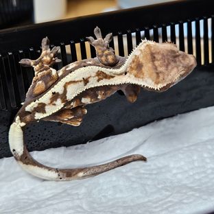 세이블